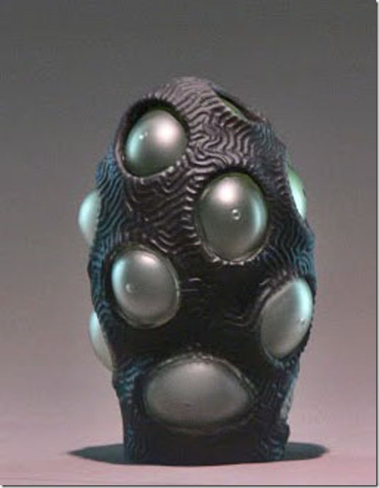 Evan Voelbel_Symphyllia Extrarius