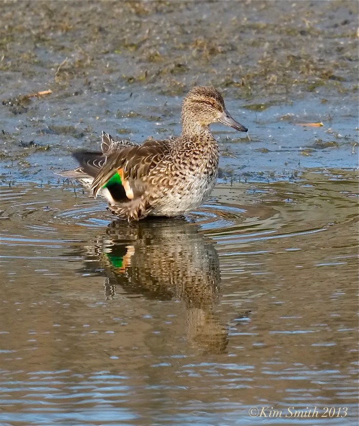 Female Green-winged Teal -- ©Kim Smith 2013.