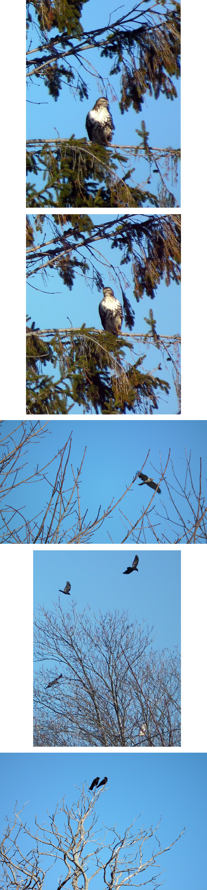 hawk mobbed by crows