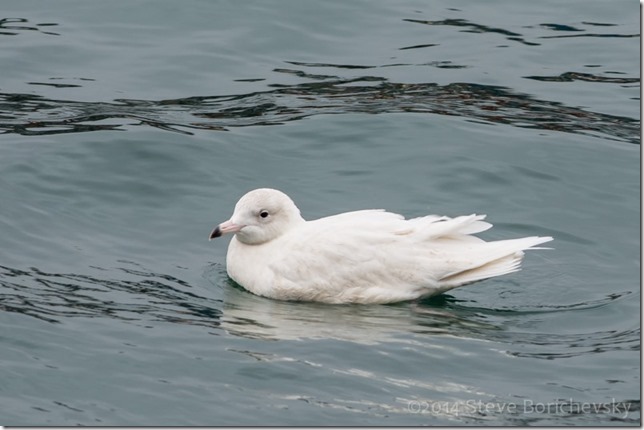 Iceland Gull 11 January 2014 - 003[3][1]