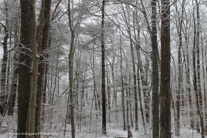 January 19, 2014 00 Winter wonderland