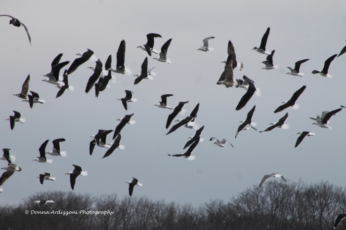 January 19, 2014 Birds in flight