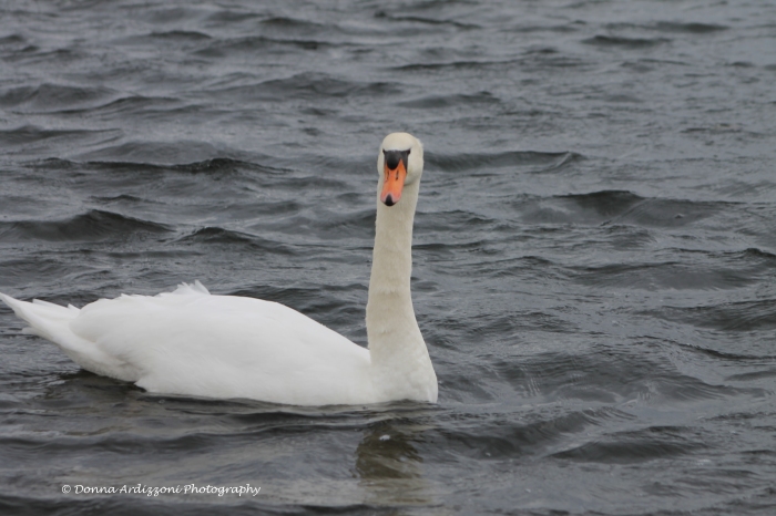 January 19, 2014 Hello Swan at Niles Pond