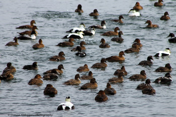 January 22, 2014 ducks playing at the Blyman Bridge
