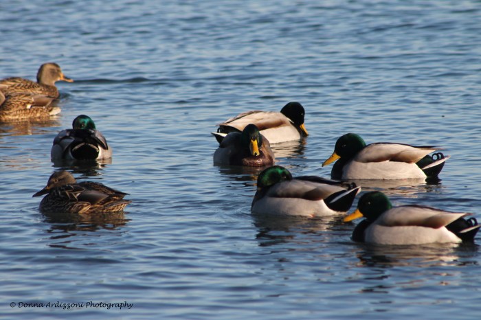 January 8, 2014 ducks playing at Brace Cove