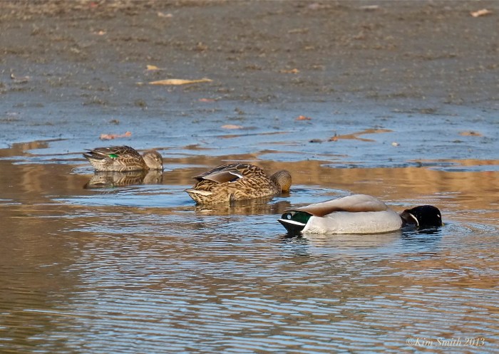 Male Mallard, Female Mallard Green -Green-winged Teal ©Kim Smith 2013.