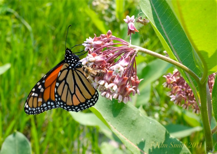 monarch-butterfly-milkweed-good-harbor-beach-c2a9kim-smith-2011