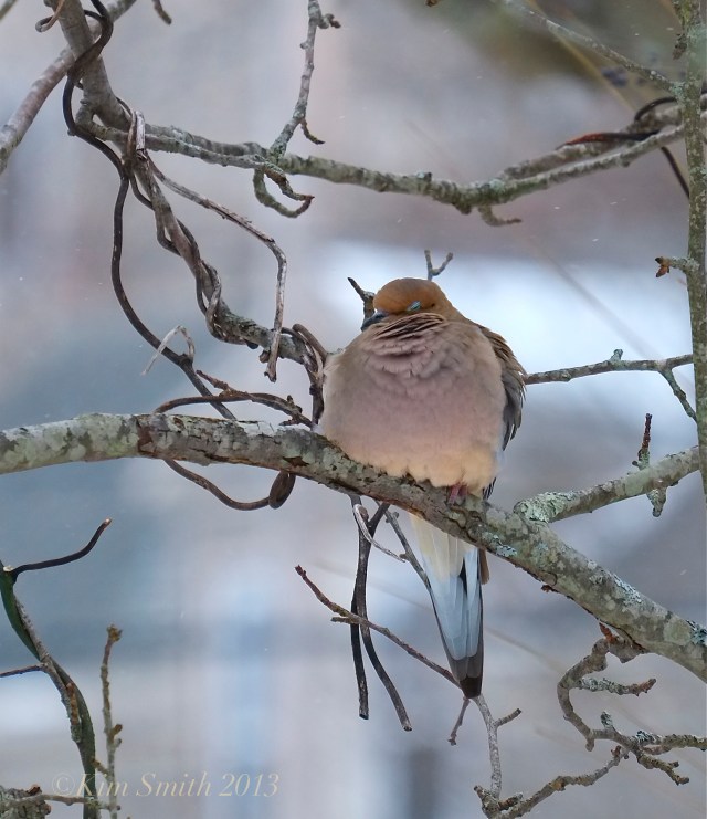 Mourning Dove ©Kim Smith 2013