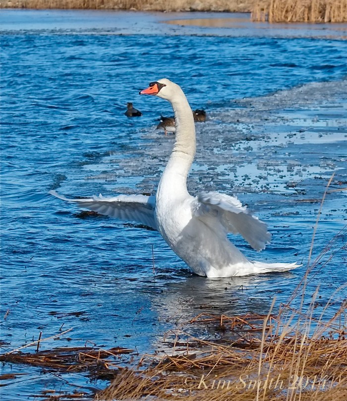 Mute Swan taking flight -2 ©Kim Smith 2014