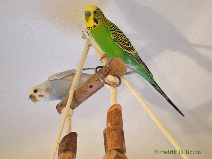 When I go to bed, I don't count sheep. I count the seconds until I hear a human-made sound. It takes a while, but I'm usually asleep quickly. That's my silence. At dawn, the sparrows in our hedge awaken and start tweeting. Then our parakeets respond in their own bird language. These are the sounds I cherish in the morning.