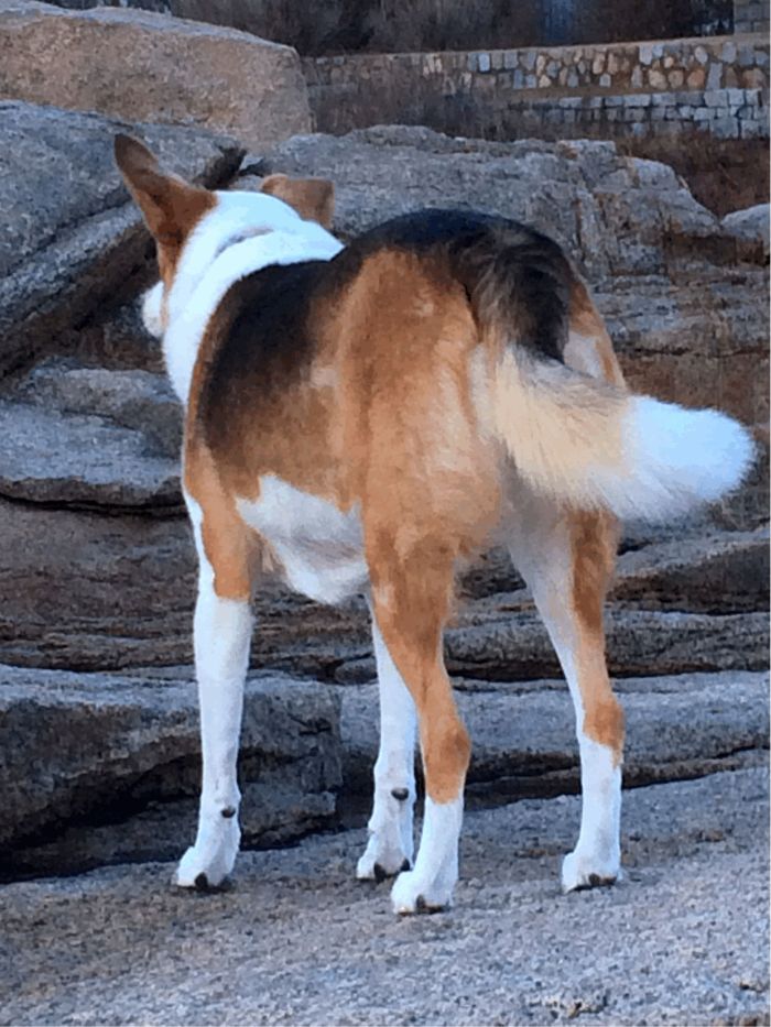 Why do I put up with this shit? I know he feeds me but I could hit the road maybe join a circus and I would not have to face the daily humiliations prefart