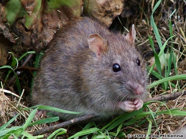 Rattus_norvegicus