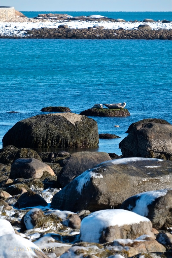 Seal Brace Cove Gloucester  -- ©Kim Smith 2014.3
