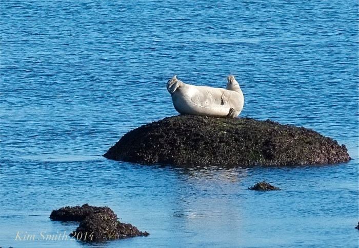 Seal Brace Cove Gloucester ©Kim Smith 2014