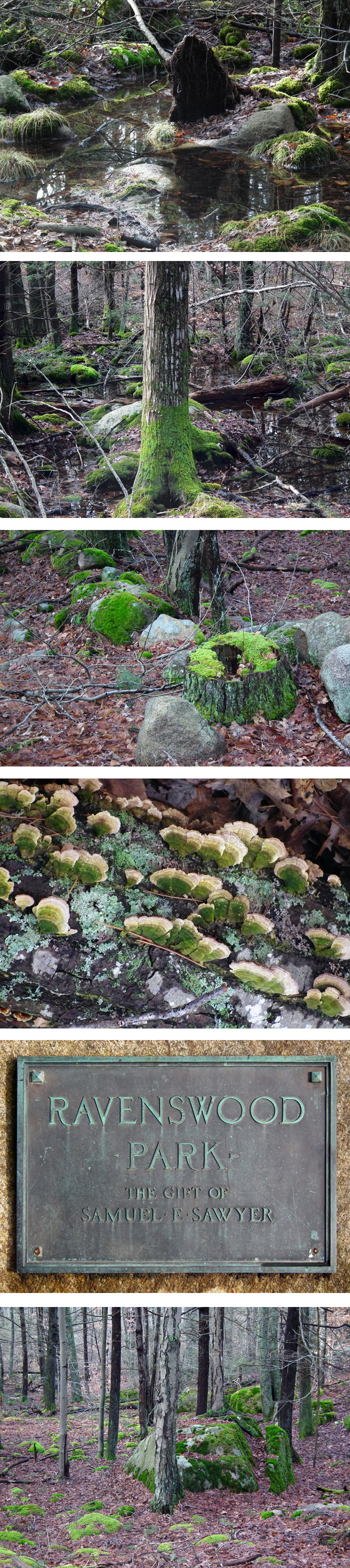 woodland winter greens