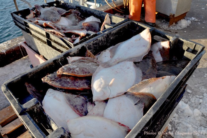 YellowFinandBlackBackFlounder
