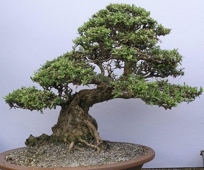 Bonsai1