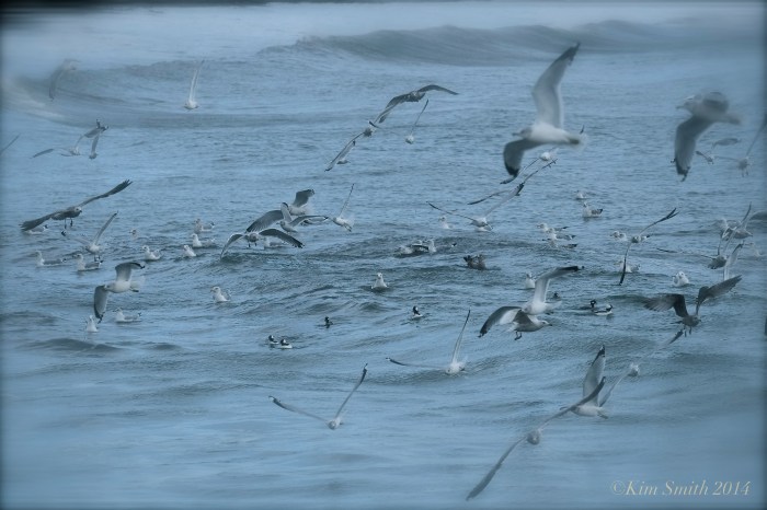 Brace Cove seagulls buffleheads ©Kim Smith 2014