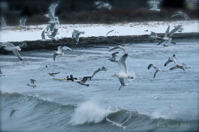 Brace Cove surfers ©Kim Smith 2014