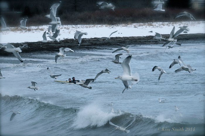 Brace Cove surfers ©Kim Smith 2014