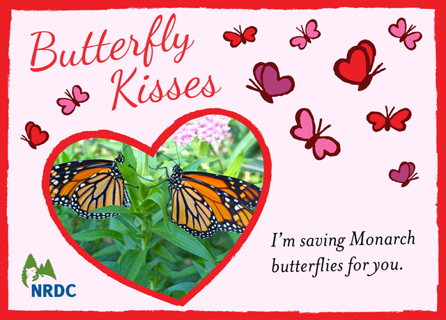 butterflykisses2014