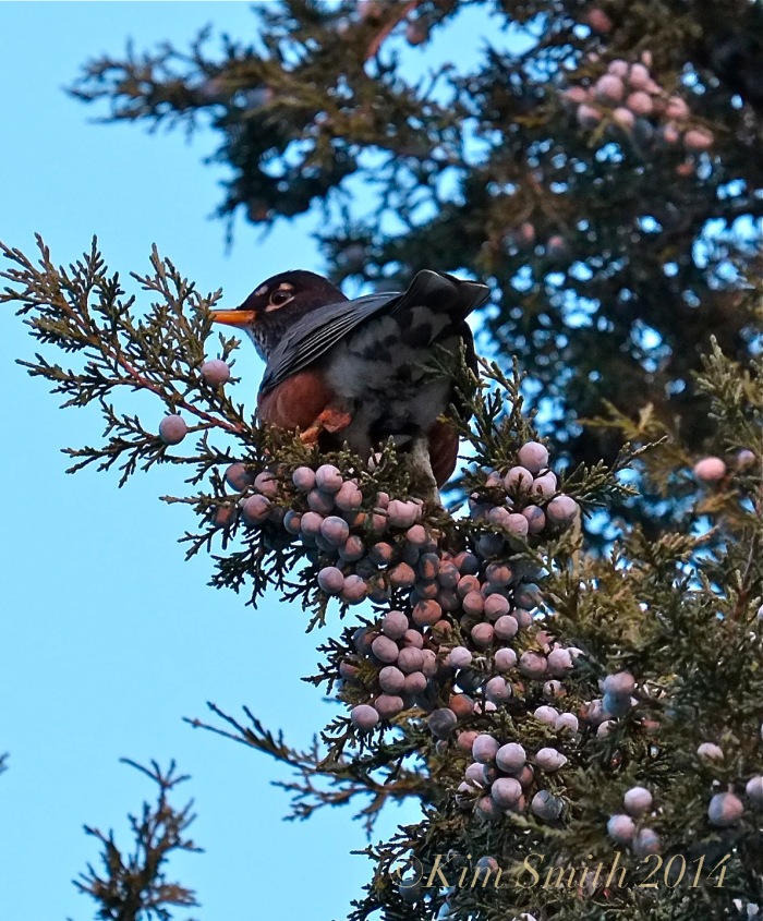 Eastern Red Cedar American Robin ©Kim Smith 2014