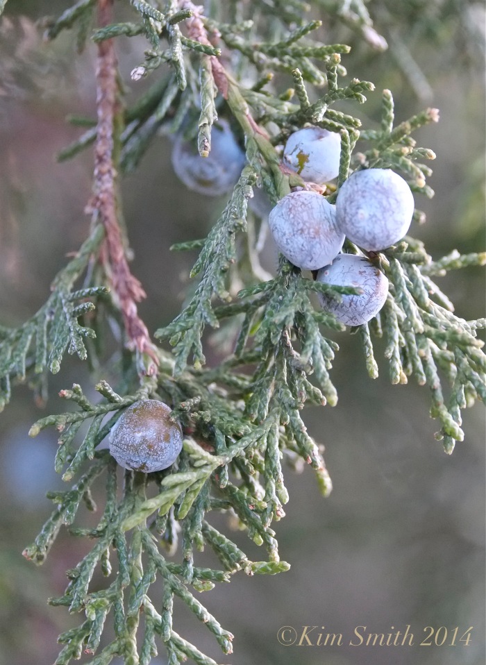 Eastern Red Cedar Juniperus virginiana  copy