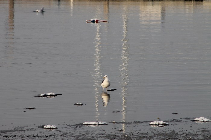 February 27, 2014 lonely gull