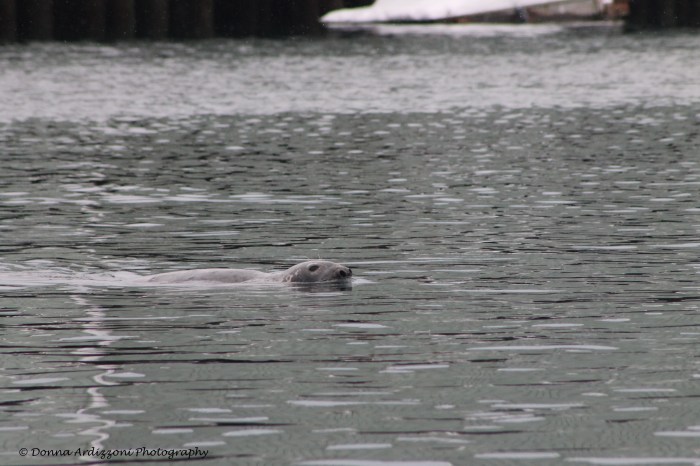 February 9, 2014 searching for food