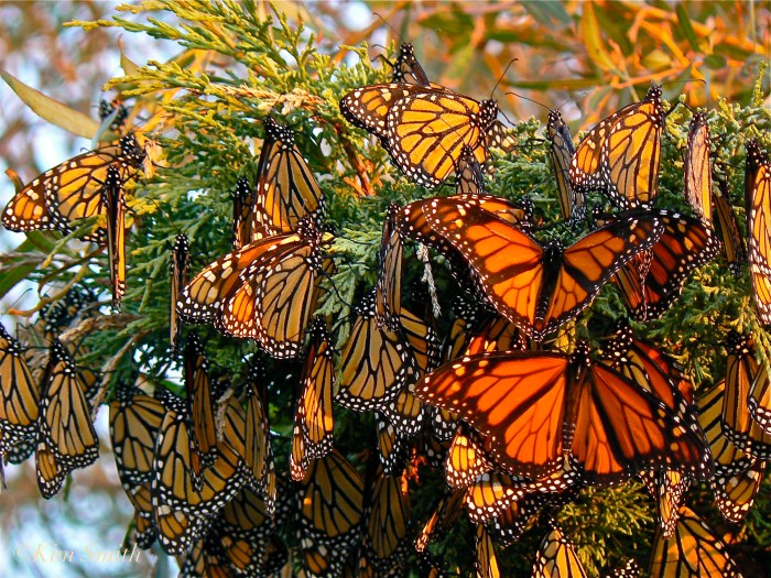 Monarch Butterflies Gloucester Massachusetts ©Kim Smith 2006