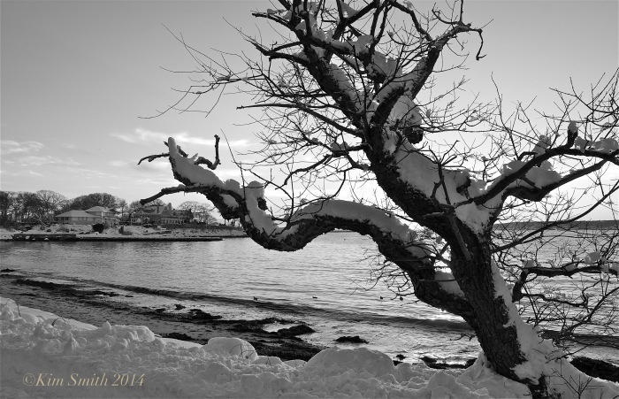 Raymond's Beach Cherry Tree ©Kim Smith 2014
