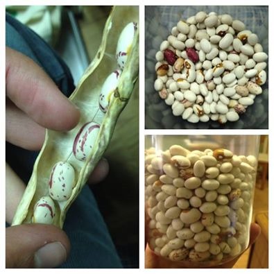 10013948_489820654455107_653636485_n