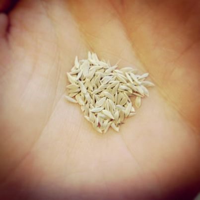 1517687_462976903806149_1458039572_n