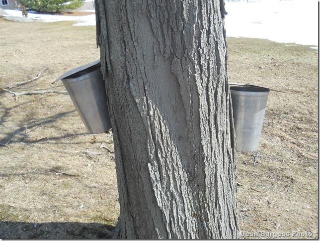 cliffy_bday,maple_syrup_011