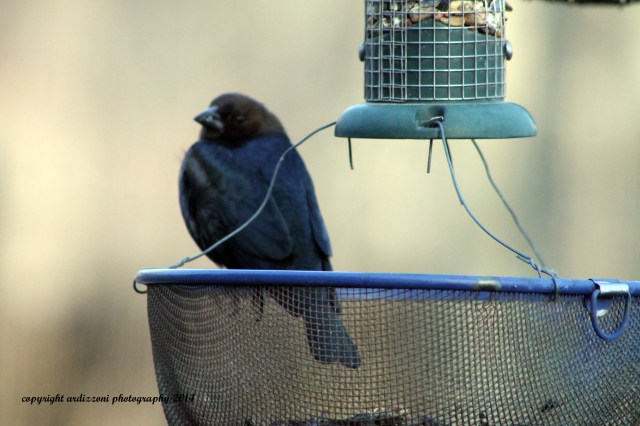 March 27, 2014 look who visited my bird feedeer
