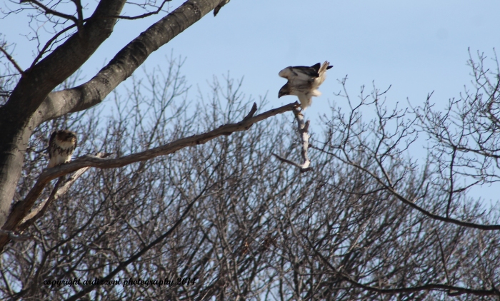March 7, 2014 peregrine falcon