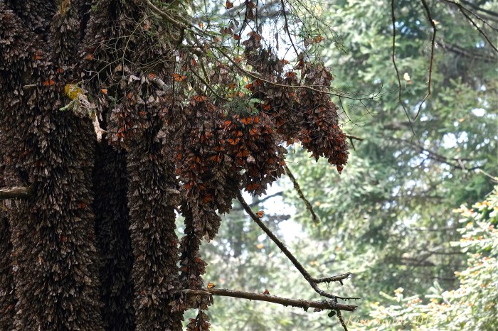 Monarch Butterflies at Sierra Chincua