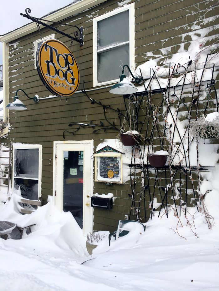 Top Dog with a bit a snow