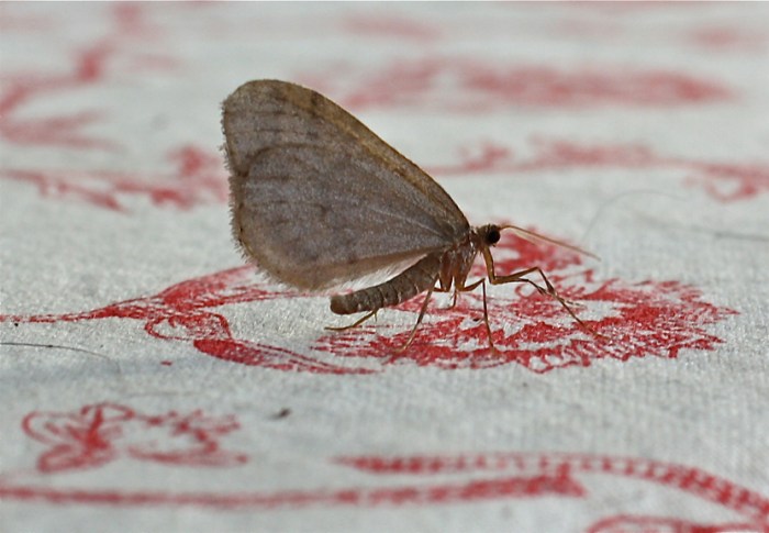 winter-moth-operophtera-brumata