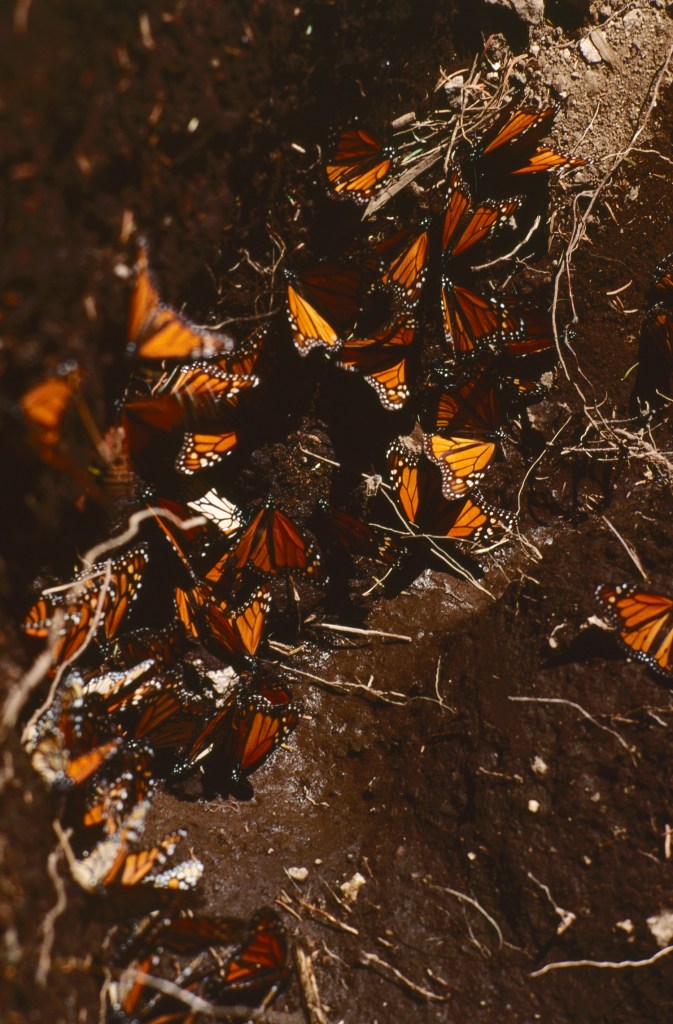 3-41 Mexico 1999, El Rosario Sanctuary, monarch butterflies