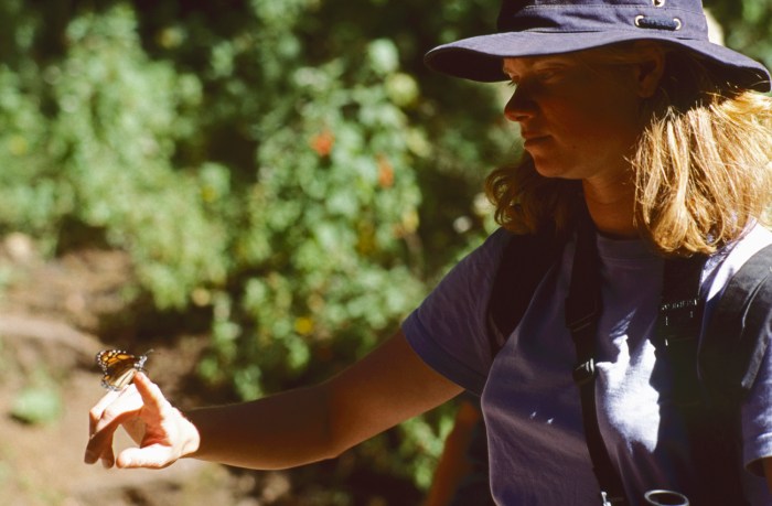 3-43 Mexico 1999, El Rosario Sanctuary, monarch butterflies, Jeannette