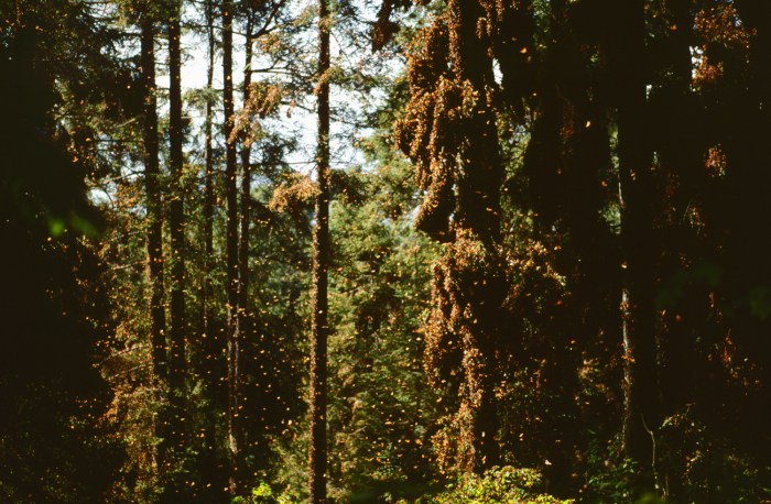 3-47 Mexico 1999, El Rosario Santuary, monarch butterflies
