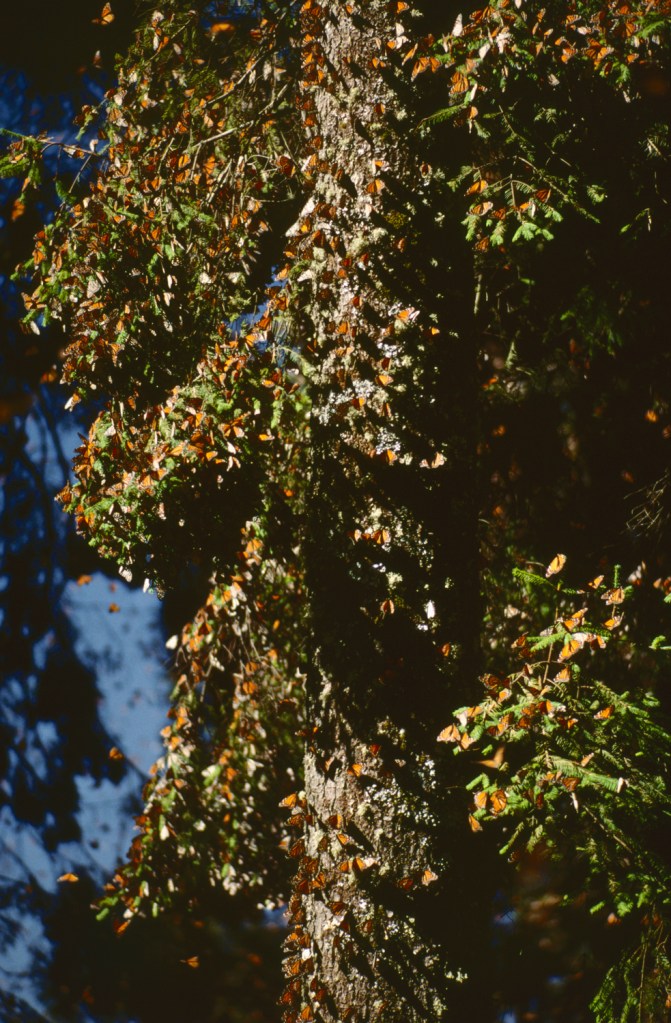 3-55 Mexico 1999, El Rosario Sanctuary, monarch butterflies