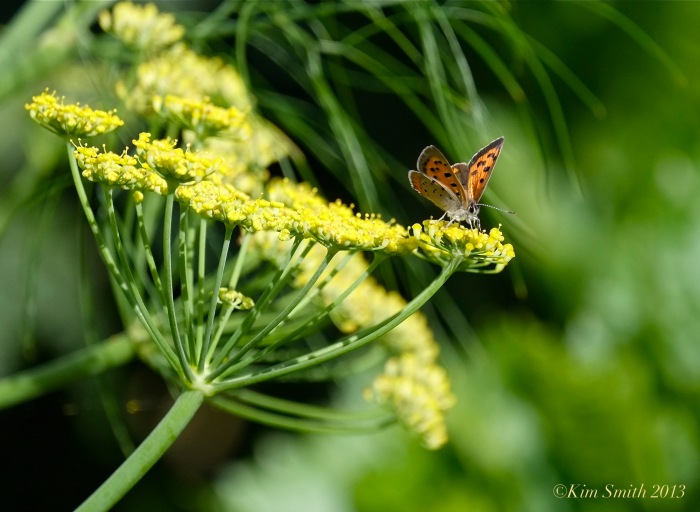 American Copper Butterfly ©Kim Smith 2013 copy