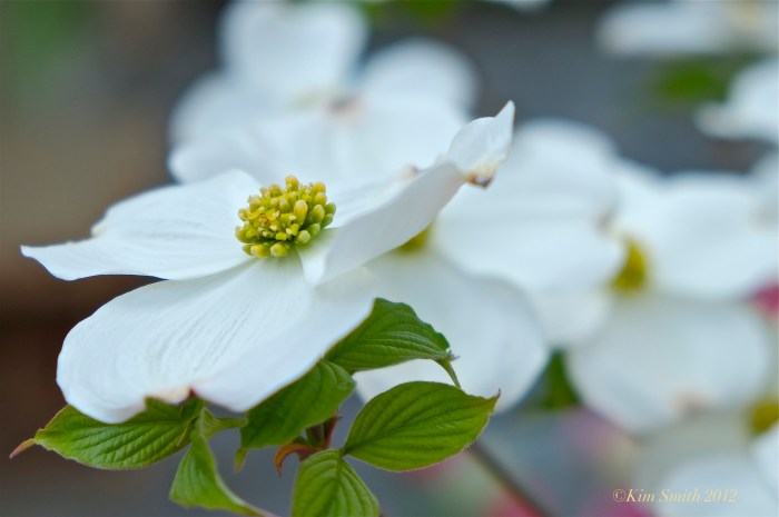 American Dogwood Cornus Florida © Kim Smith 2012