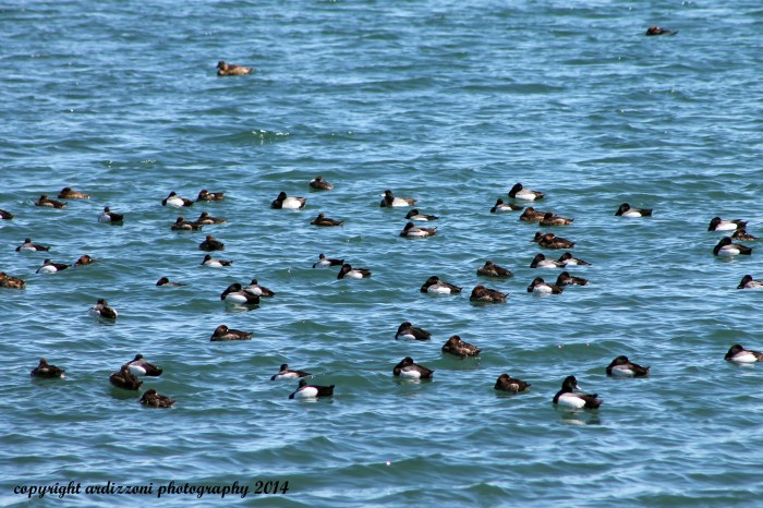 April 1, 2014 ducks at the Blyman