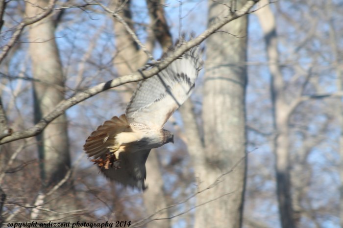 April 1, 2014 Red Tail Hawk