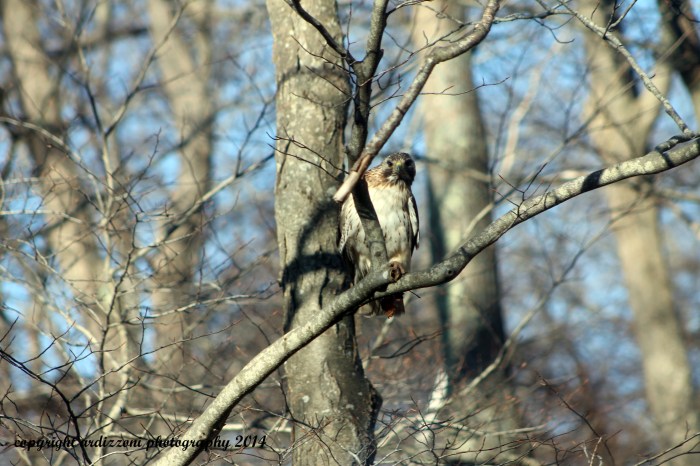 April 1, 2014 The Red Hawk Tail looking at me