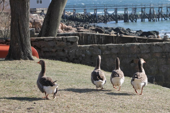 April 10, 2014 Orange Beaked Goose