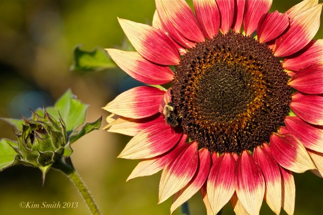 Autumn Beauty Sunflower ©Kim Smith 2013